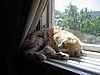 IMG_4957 . Emmas trotta katt...JPG