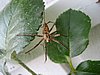 IMG_5851 - liten spindel i Sala.JPG