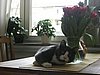 IMG_4483 - Bamse.JPG