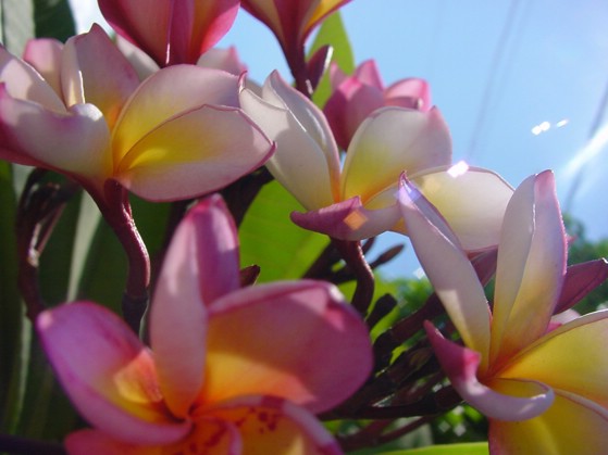 2002-11-13. Beautiful flowers in Thailand (koh samui, thailand).JPG