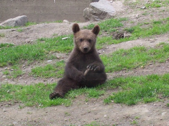 2004-05-16. Small bear (kolmarden).jpg