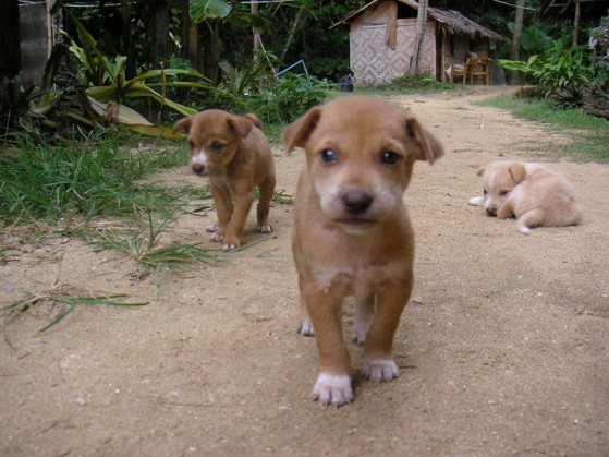 2004-11-05. Puppy (koh lanta, thailand).JPG