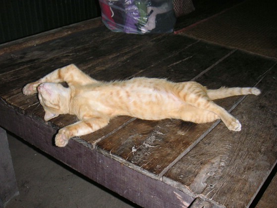 2005-02-21. Lazy Cat (railay beach, thailand).JPG