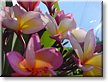 2002-11-13. Beautiful flowers in Thailand (koh samui, thailand).JPG