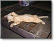 2005-02-21. Lazy Cat (railay beach, thailand).JPG